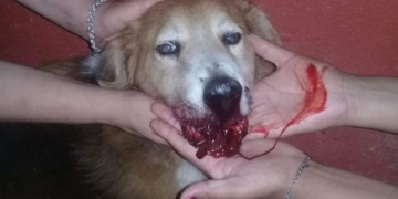 Terri, la primera víctima de la pirotecnia en la región