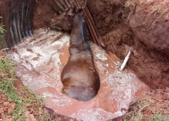 Serodino: un caballo cayó a un profundo pozo y  fue rescatado por bomberos