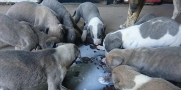 Más casos de perros abandonados en Totoras: buscan adoptantes