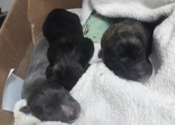 Denuncian a un hombre por maltrato animal en Totoras: murieron cinco cachorros