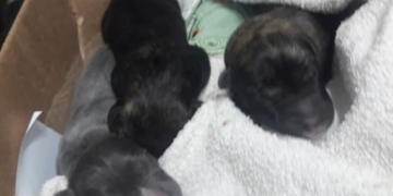 Denuncian a un hombre por maltrato animal en Totoras: murieron cinco cachorros