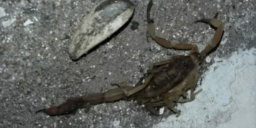 Una joven debió ser hospitalizada al ser picada por un alacrán en Gaboto