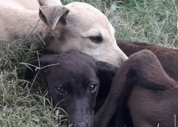 Lanzaron una campaña en busca de adoptantes para galgos en Totoras