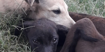 Lanzaron una campaña en busca de adoptantes para galgos en Totoras