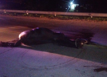 Dos ancianos lesionados y un caballo muerto tras un fuerte choque