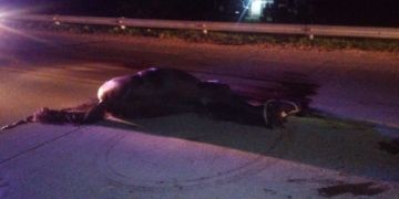 Dos ancianos lesionados y un caballo muerto tras un fuerte choque