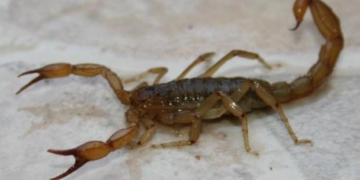 Aumentaron los casos de picaduras de alacranes y  habrá una capacitación en Barrancas