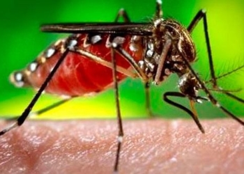 Confirmaron casos de dengue, leptospirosis y hantavirus en la provincia