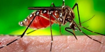 Confirmaron casos de dengue, leptospirosis y hantavirus en la provincia