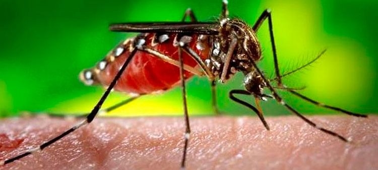 Confirmaron casos de dengue, leptospirosis y hantavirus en la provincia