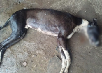 Mataron a un perro de un disparo en Maciel