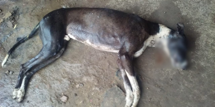 Mataron a un perro de un disparo en Maciel