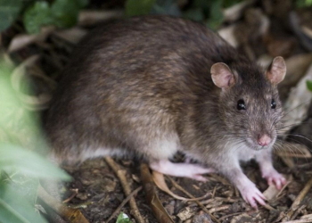 Luego de confirmarse un caso de Hantavirus en Santa Fe, la provincia emitió recomendaciones