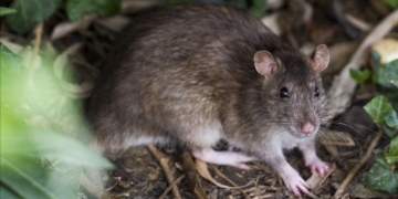 Luego de confirmarse un caso de Hantavirus en Santa Fe, la provincia emitió recomendaciones