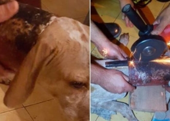 Increíble rescate: Bomberos de la región salvaron a un perro atascado en un caño