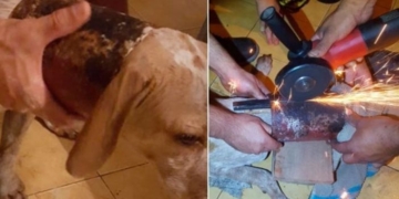 Increíble rescate: Bomberos de la región salvaron a un perro atascado en un caño