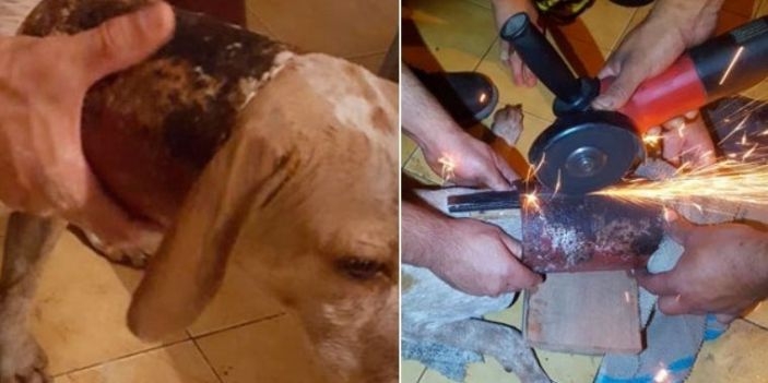 Increíble rescate: Bomberos de la región salvaron a un perro atascado en un caño