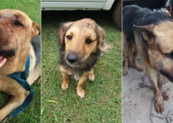 Tres perros fueron mordidos por una víbora: solicitan colaboración para los tratamientos