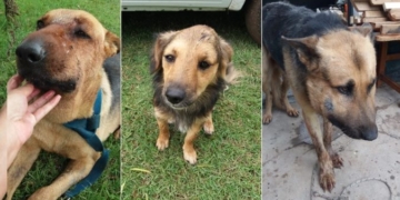 Tres perros fueron mordidos por una víbora: solicitan colaboración para los tratamientos