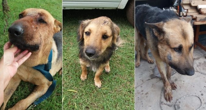 Tres perros fueron mordidos por una víbora: solicitan colaboración para los tratamientos