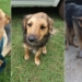 Tres perros fueron mordidos por una víbora: solicitan colaboración para los tratamientos