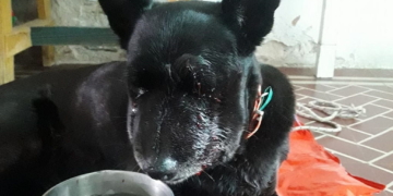 Falleció la perrita mordida por una yarará en la Colonia