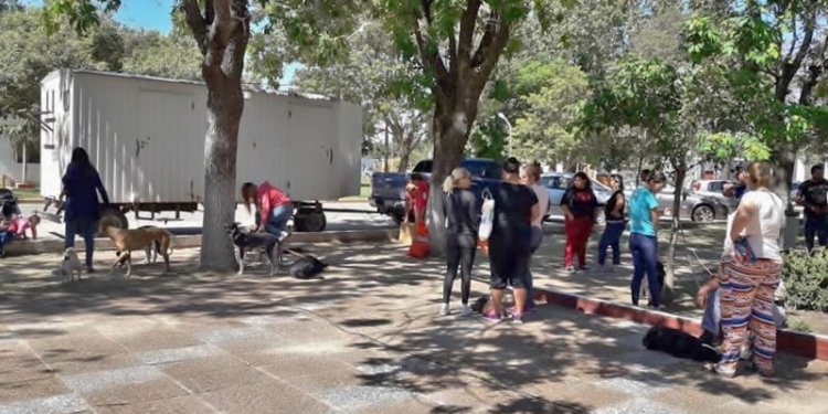 Exitosa jornada de castración en Gaboto con más de 80 cirugías