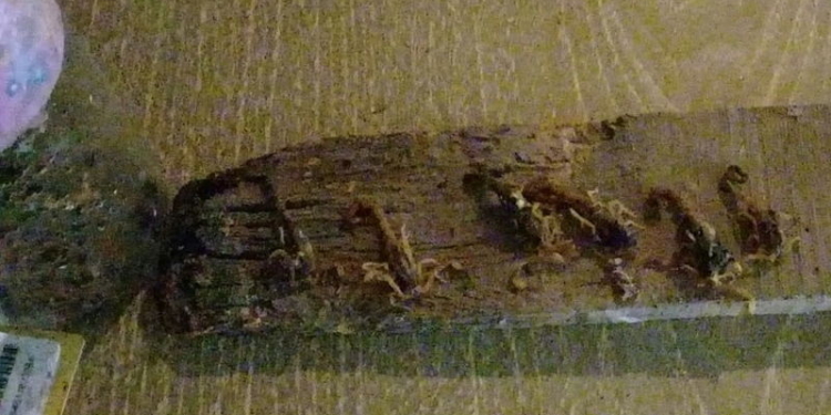 Invasión de alacranes: fueron encontrados entre juguetes en una casa en Diaz