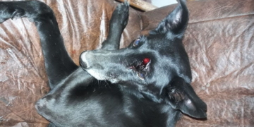 Apareció una víbora dentro de un pabellón de la colonia y atacó a una perra