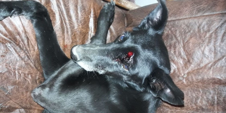 Apareció una víbora dentro de un pabellón de la colonia y atacó a una perra