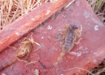 Mataron al menos ocho alacranes en un terreno en Gaboto