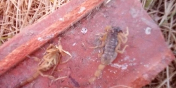 Mataron al menos ocho alacranes en un terreno en Gaboto