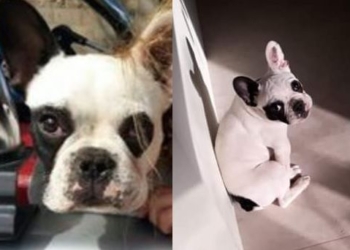 Dos nenas de 1 y 5 años esperan por el regreso de su perrita desaparecida en Totoras