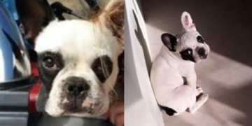 Dos nenas de 1 y 5 años esperan por el regreso de su perrita desaparecida en Totoras