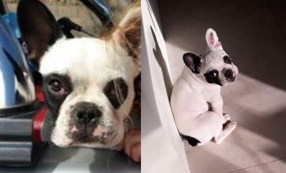 Dos nenas de 1 y 5 años esperan por el regreso de su perrita desaparecida en Totoras