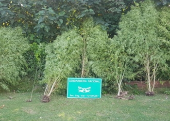 Secuestraron siete grandes plantas de marihuana en Totoras
