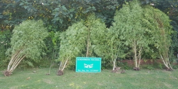Secuestraron siete grandes plantas de marihuana en Totoras