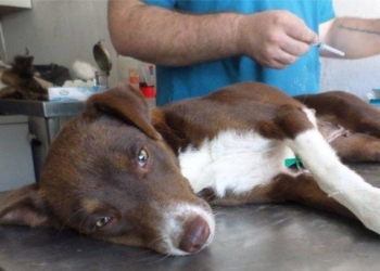 Barrancas también tendrá su campaña de castración animal