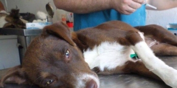 Barrancas también tendrá su campaña de castración animal