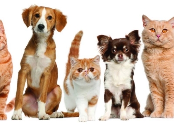 Dos localidades de la región se preparan para una nueva castración masiva