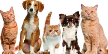 Dos localidades de la región se preparan para una nueva castración masiva