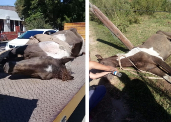 Gaboto: rescataron a un caballo que fue abandonado y maniatado para que muera