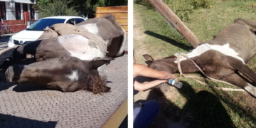Gaboto: rescataron a un caballo que fue abandonado y maniatado para que muera