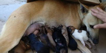 Gaboto: solicitan tránsito para una perra y sus nueve crías que fueron abandonadas