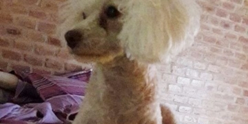 Entradera en Totoras: ladrones se llevaron a «Zoe» y su familia la busca desesperadamente