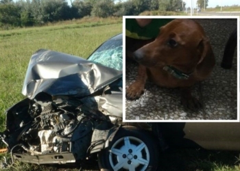 San Genaro: apareció sano y salvo «Cicerón», el perrito extraviado tras el choque