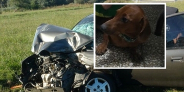 San Genaro: apareció sano y salvo «Cicerón», el perrito extraviado tras el choque