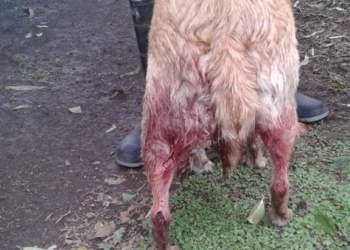 Clarke: indignación por una perrita baleada en la zona rural