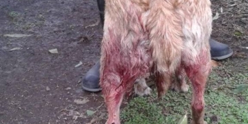 Clarke: indignación por una perrita baleada en la zona rural