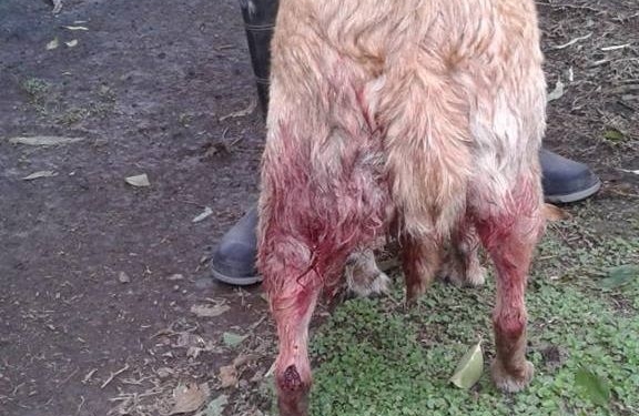 Clarke: indignación por una perrita baleada en la zona rural